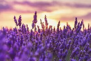 Lavender field at sunset with purple sky.