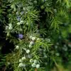 Juniper Berry Tincture