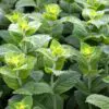 Peppermint Tincture