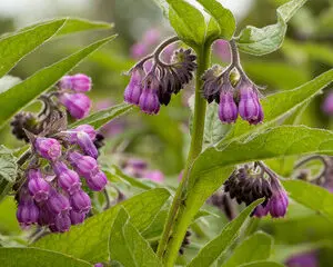 Comfrey Salve