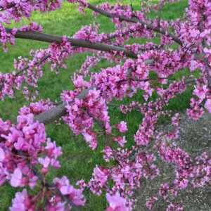 Redbud Blossom Tea