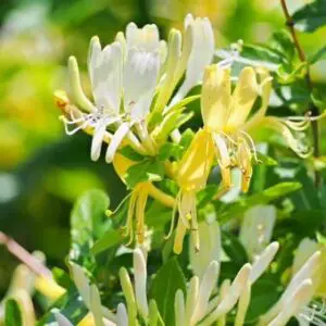 ORGANIC  HONEYSUCKLE  TEA