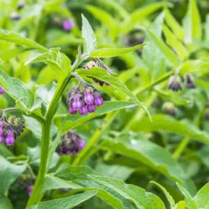 Comfrey Wound Healer Spray