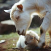A goat and its baby are standing in the grass.