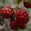 A bunch of raspberries hanging from the tree.