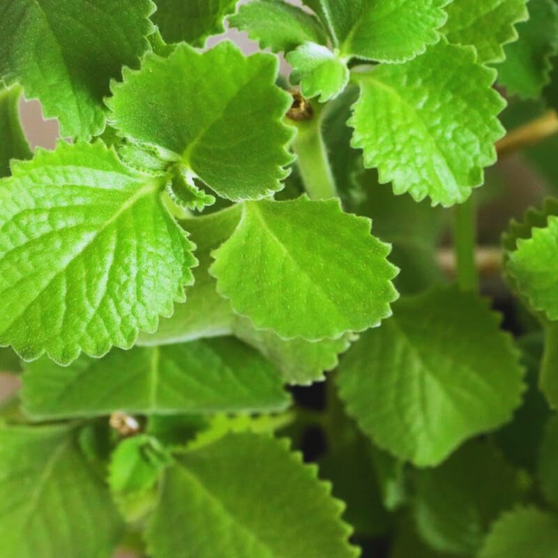 A close up of green leaves on a plant