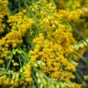 A close up of yellow flowers with green stems