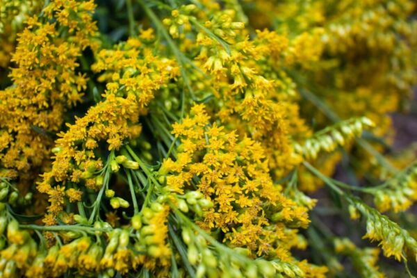 A close up of yellow flowers with green stems