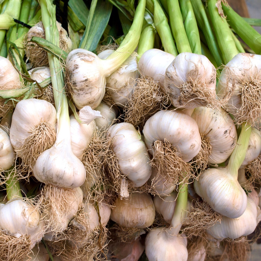 A bunch of garlic is sitting on the table