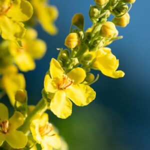 A close up of the flowers on a plant