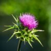 A purple thistle flower with green leaves in the background.