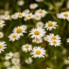 A close up of some daisies in the grass