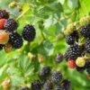 A close up of blackberries on the vine