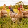 A group of chickens standing in the grass.