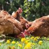 A group of chickens are grazing in the grass.