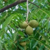 A close up of some green nuts hanging from a tree