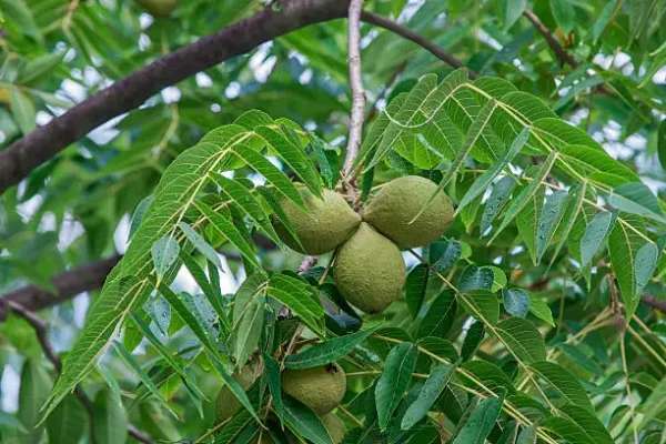 A close up of some green nuts hanging from a tree
