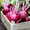 A wooden crate filled with beets on top of the ground.