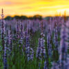 A field of purple flowers in front of the sunset.