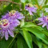 A close up of some purple flowers with green leaves