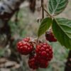 A close up of some berries on a tree