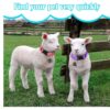 Goat & Live Stock Collars With Bells - Image 3