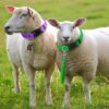 Goat & Live Stock Collars With Bells